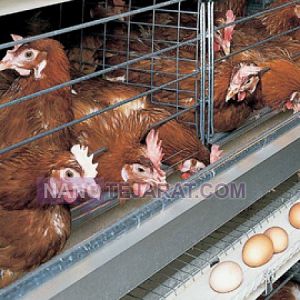 اتوماسیون مرغداری اتوماسیون مرغداری